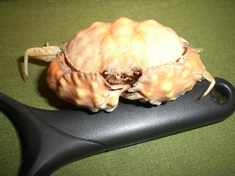 calappa clypeata T.F.C. frontal view.jpg